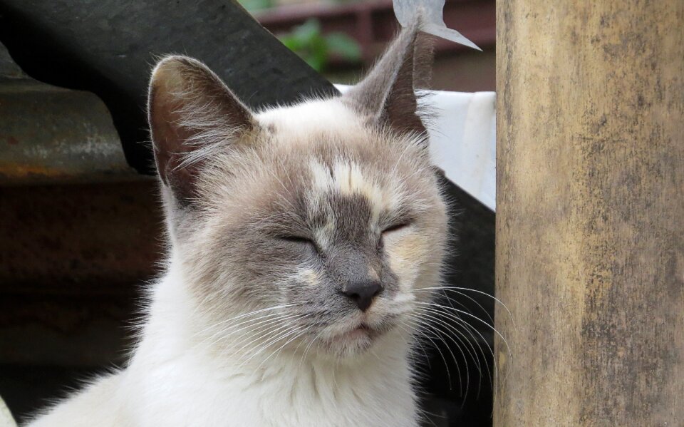 Domestic animal pet colombia