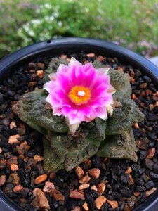 Plant nature flora