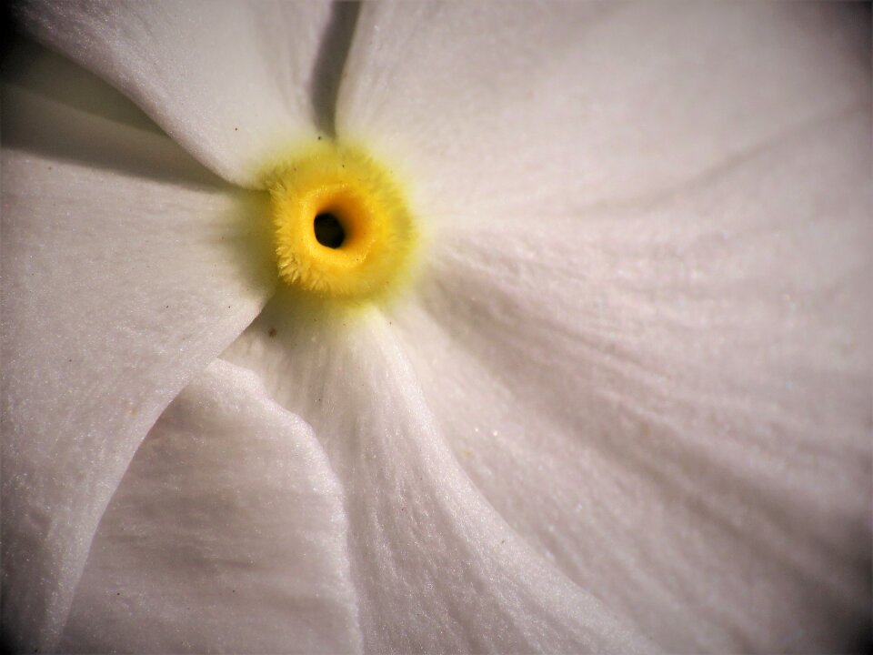 White yellow