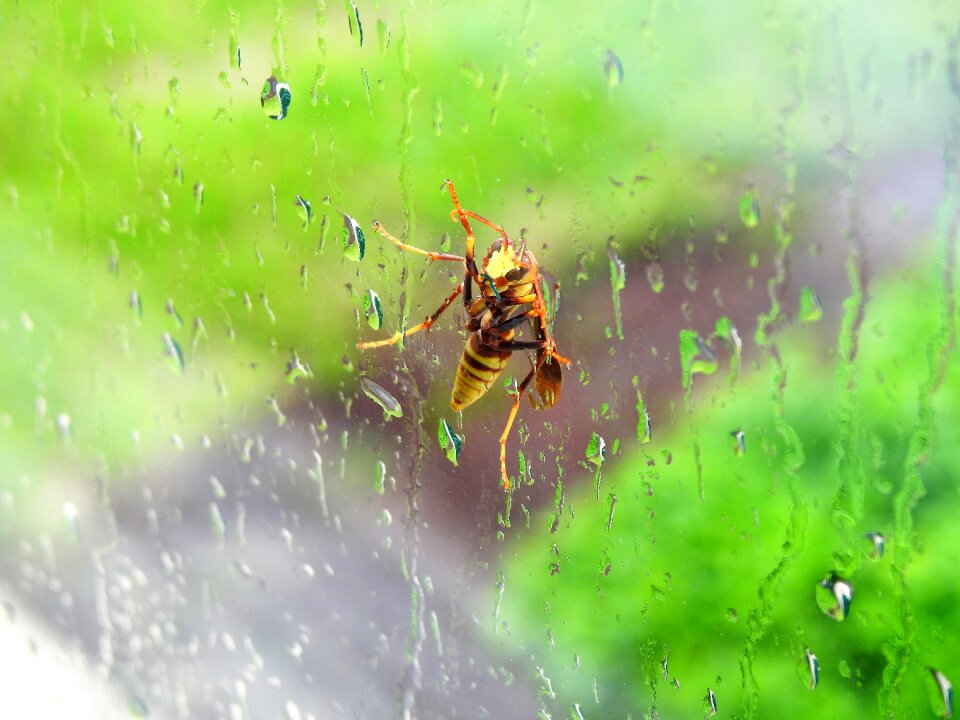 Rain bug insect