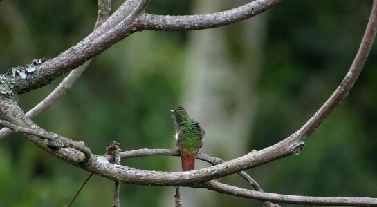 Trunks landscape fauna colombia