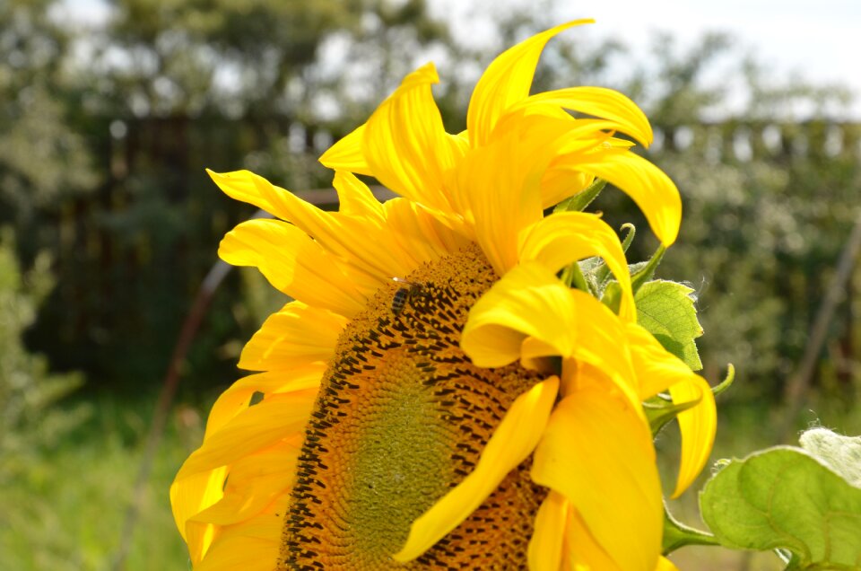 Bee summer dacha photo