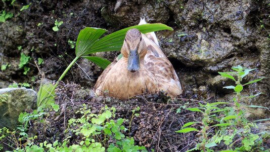 Bird ducks feathers