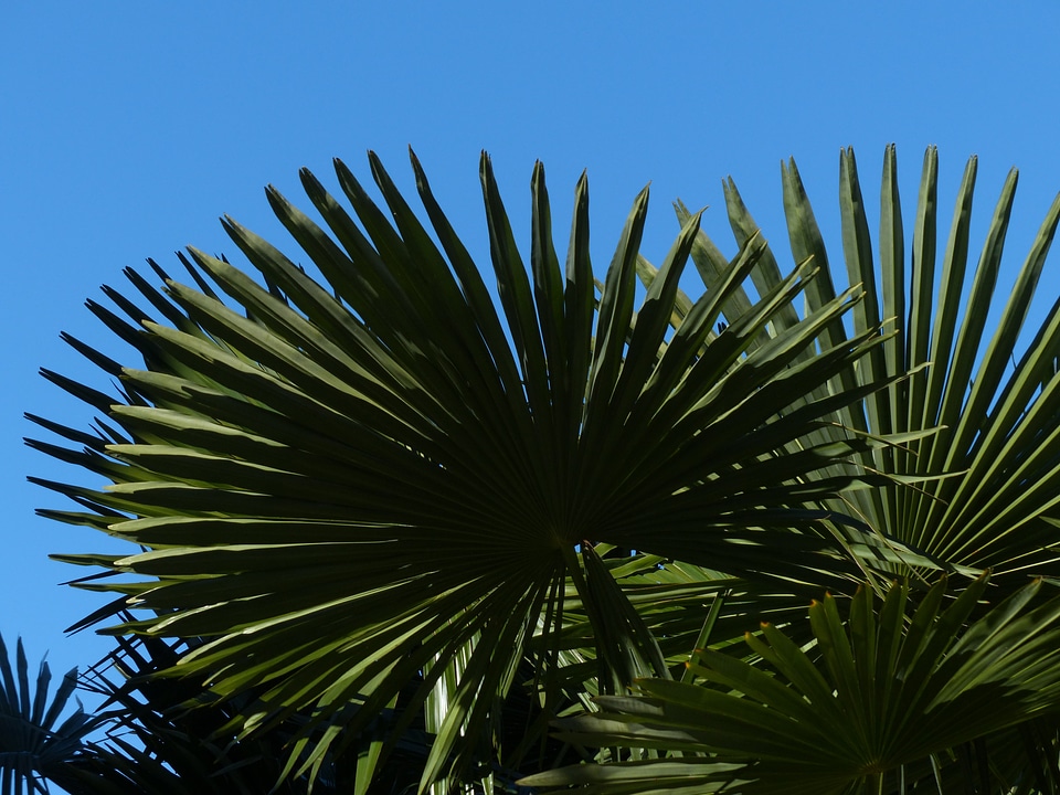 Shade tree leaves wedel