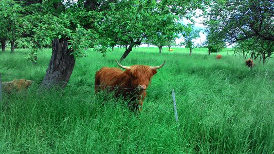 Pasture brown cattle