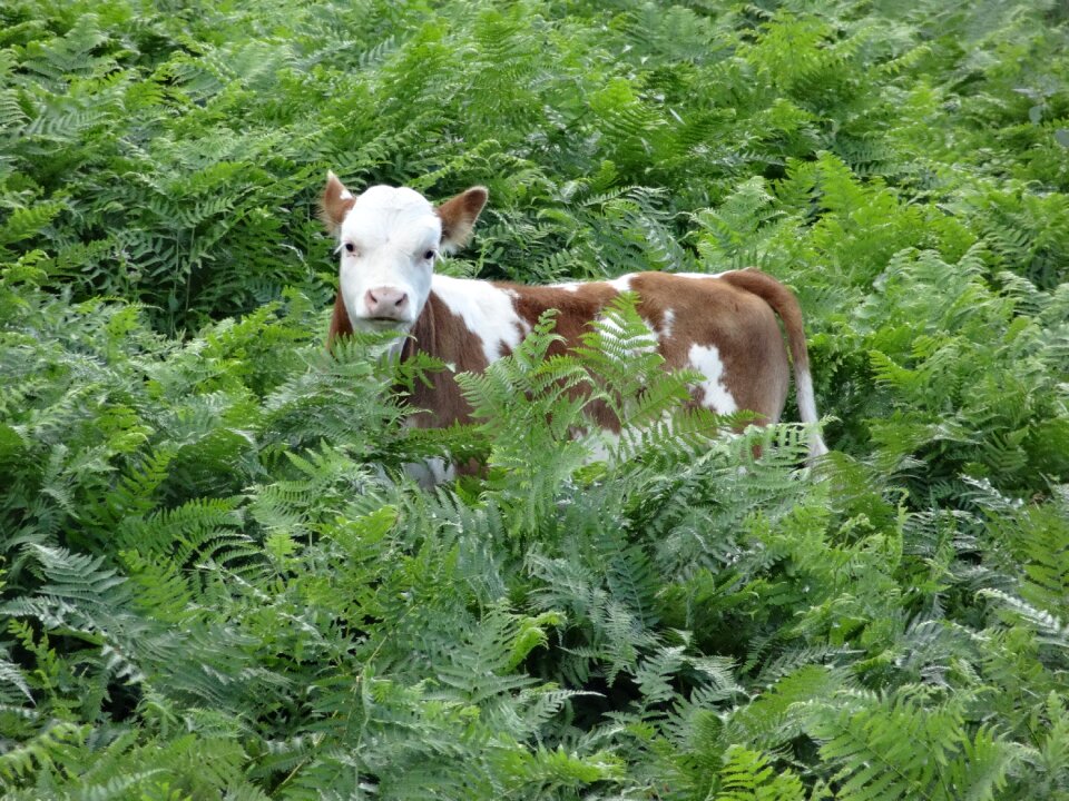 Cute nature sweet