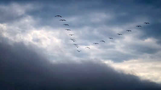 Bird flock of birds flying
