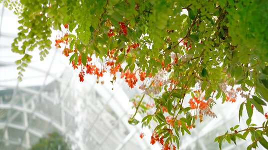 Climbing plants flower vines