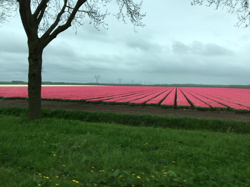 Netherlands colorful color