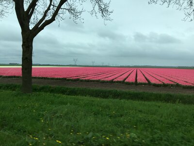 Netherlands colorful color