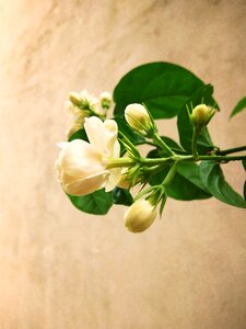 Leave jasminum jasmine