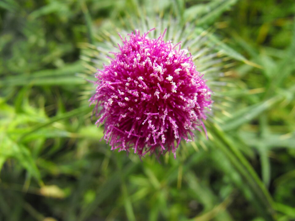 Irish meadow green