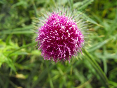 Irish meadow green