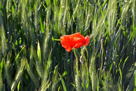 Red flower wheat poppy photo