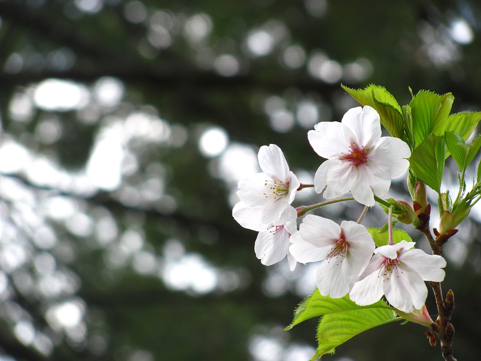 White sakura flower