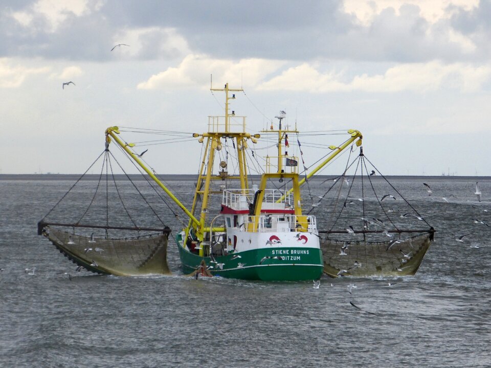 North sea gulls borkum