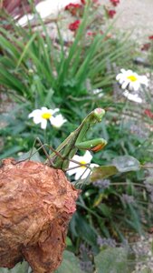 Leaf insect nature
