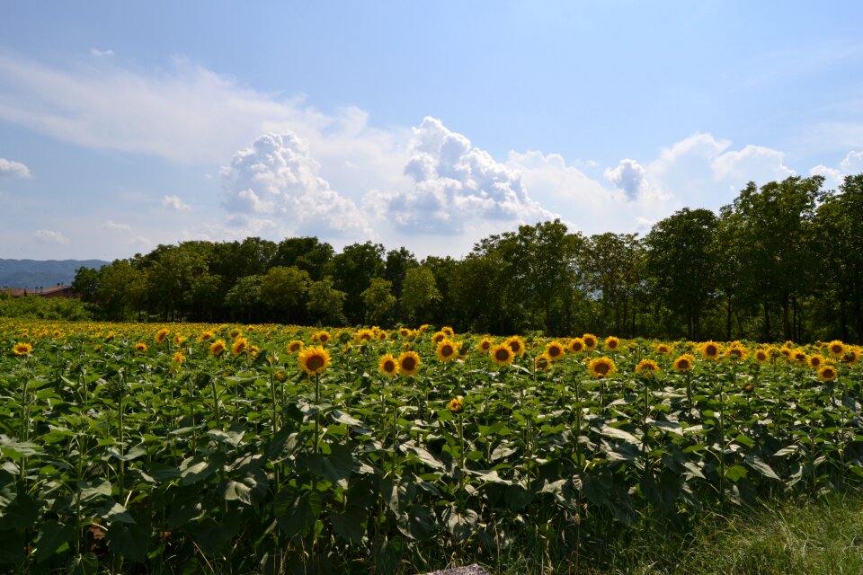 Rieti sunflowers field