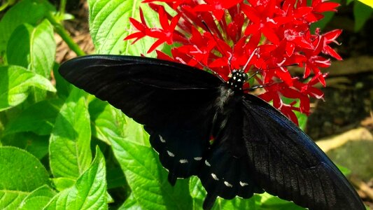 Summer nature
