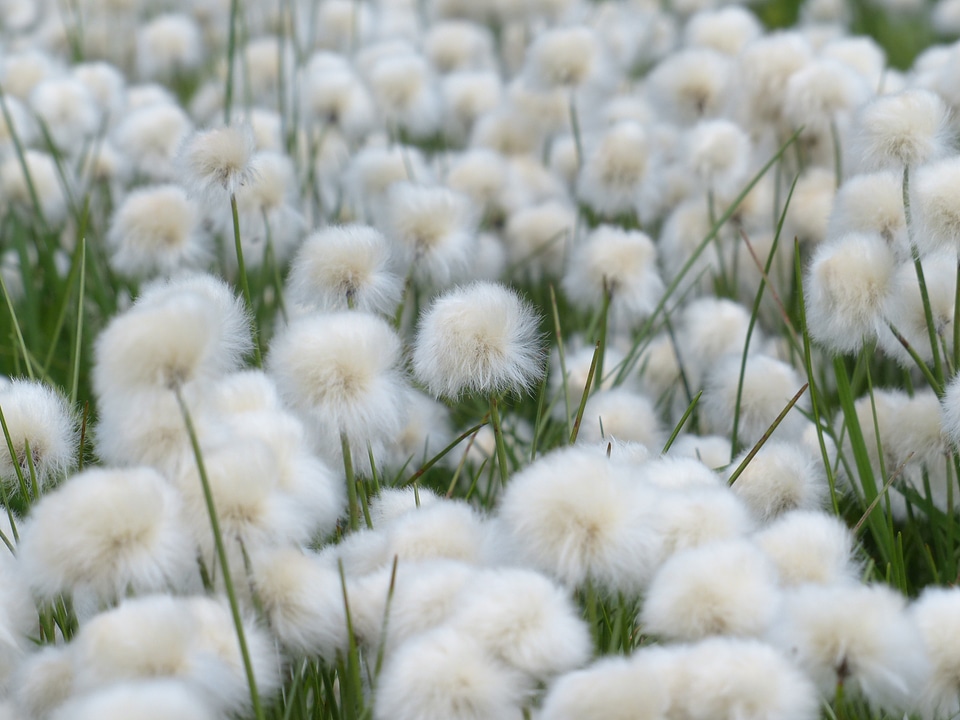 Cyperaceae alpine cottongrass cottongrass