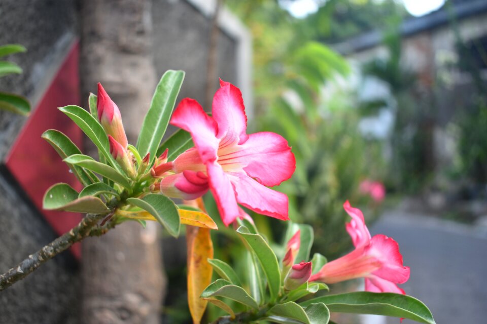 Pink flowers floral pink