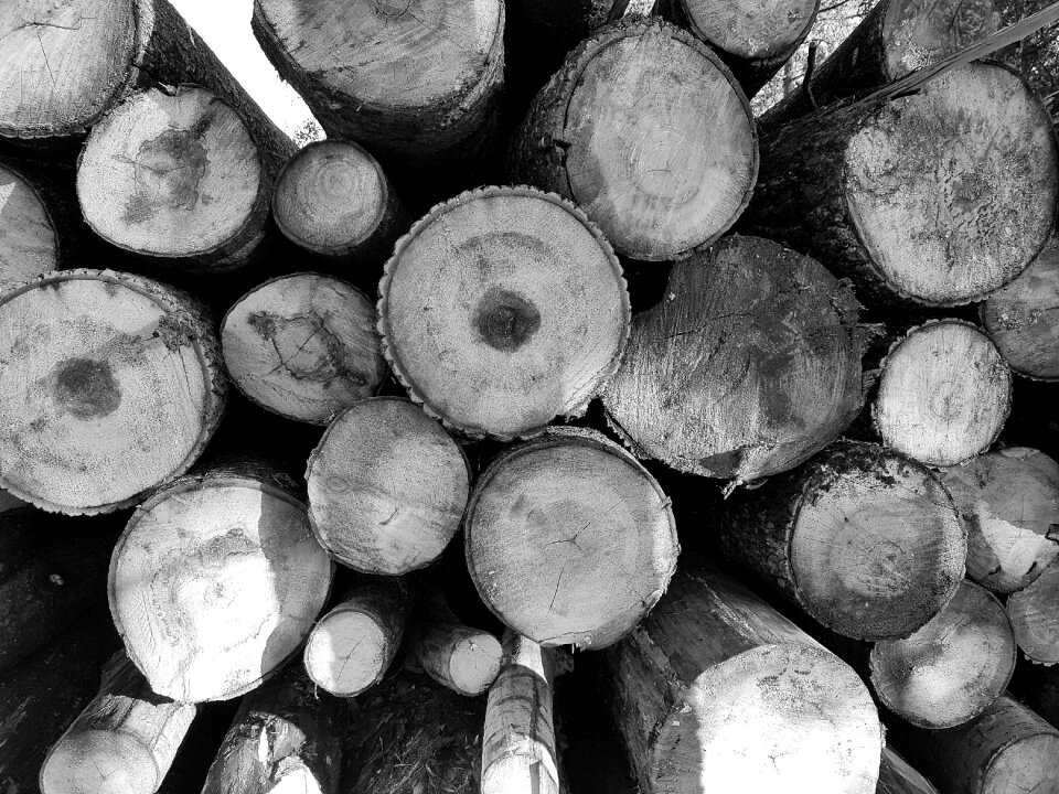 Brown the beam sliced