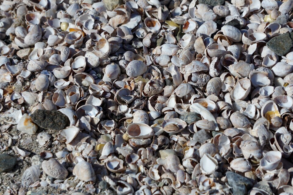 Sea beach ocean