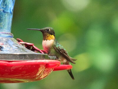 Colorful wildlife photo