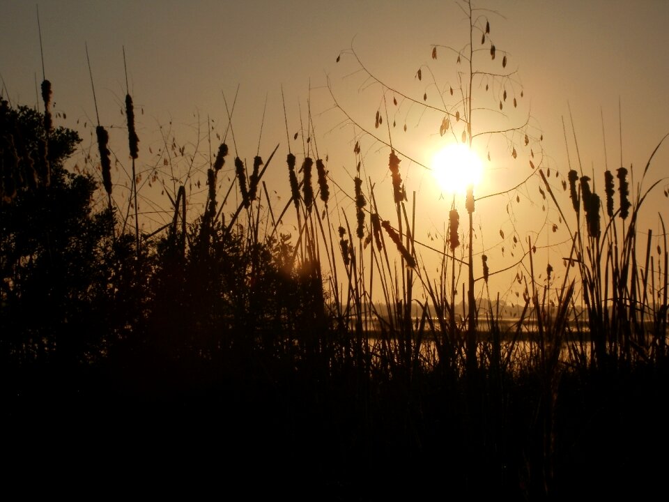 Landscape reeds