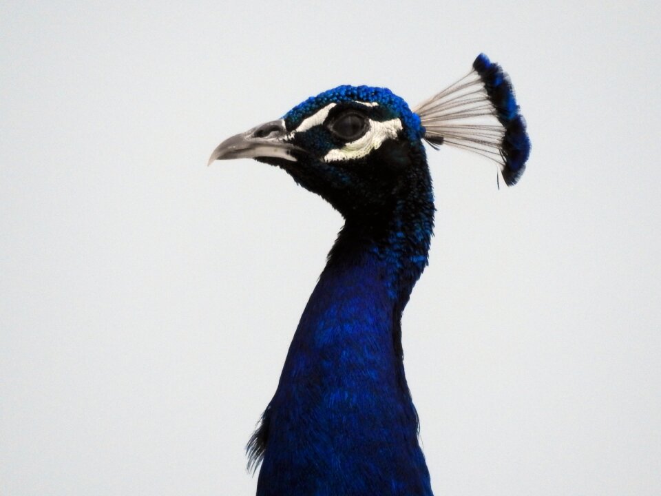 Blue animal