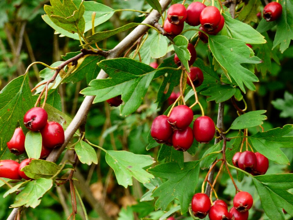 Fruits nature autumn