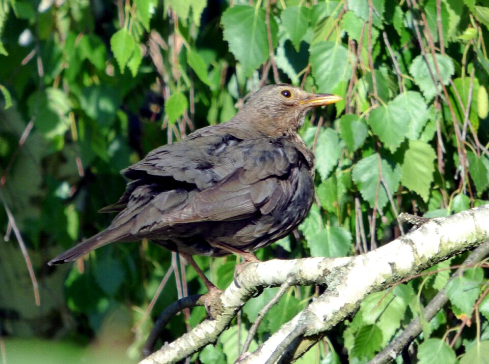 Nature animal ornithology