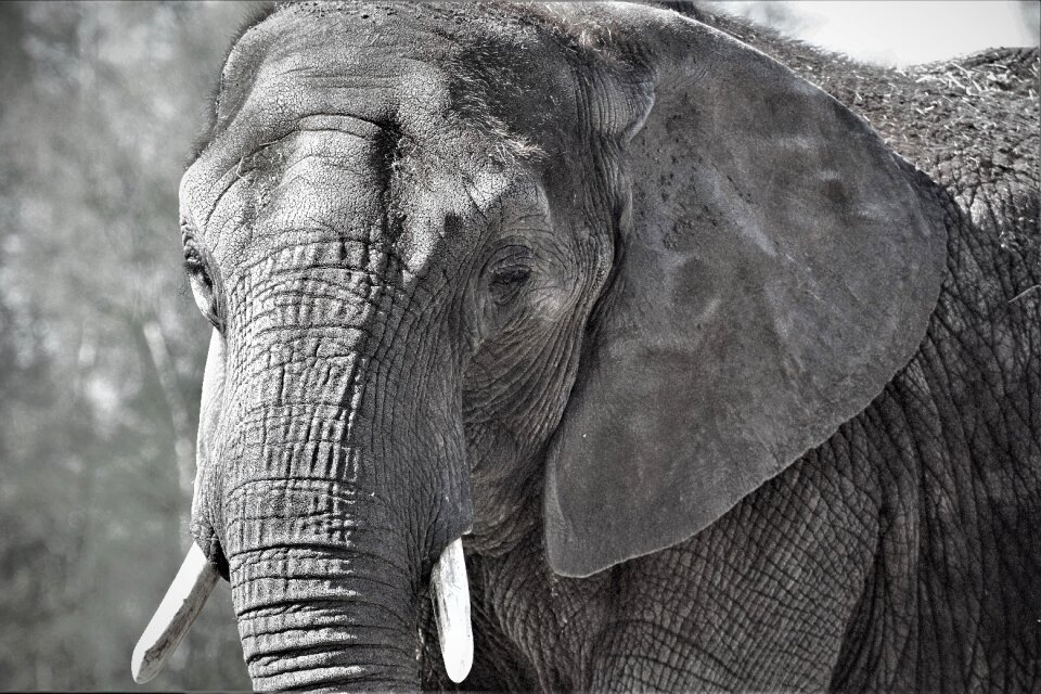 Safari nature proboscis