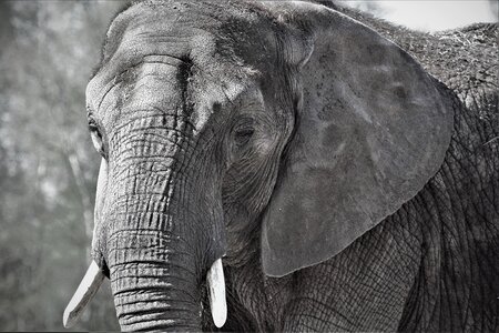 Safari nature proboscis