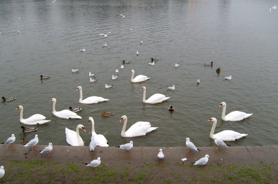 Swans water nature