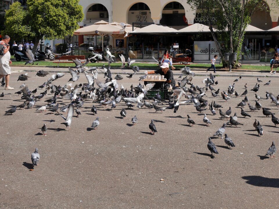 Europe mediterranean birds