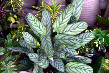 Reticulate venation ornamental leaves