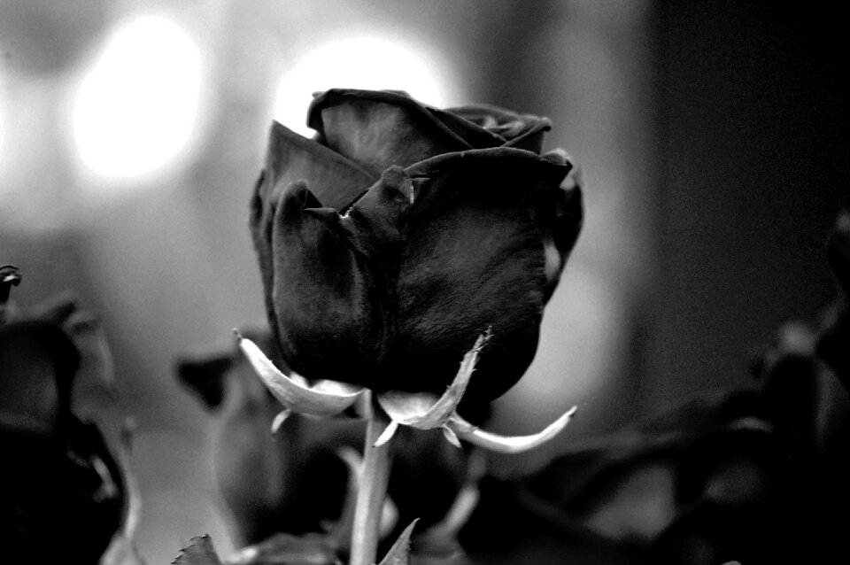 Flower rose blooms close up