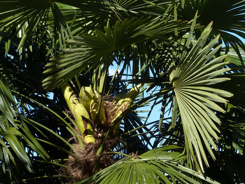 Shade tree leaves wedel