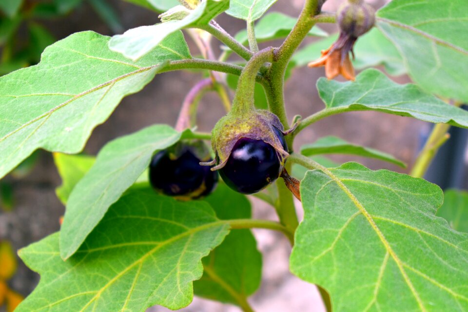 Vegetable purple