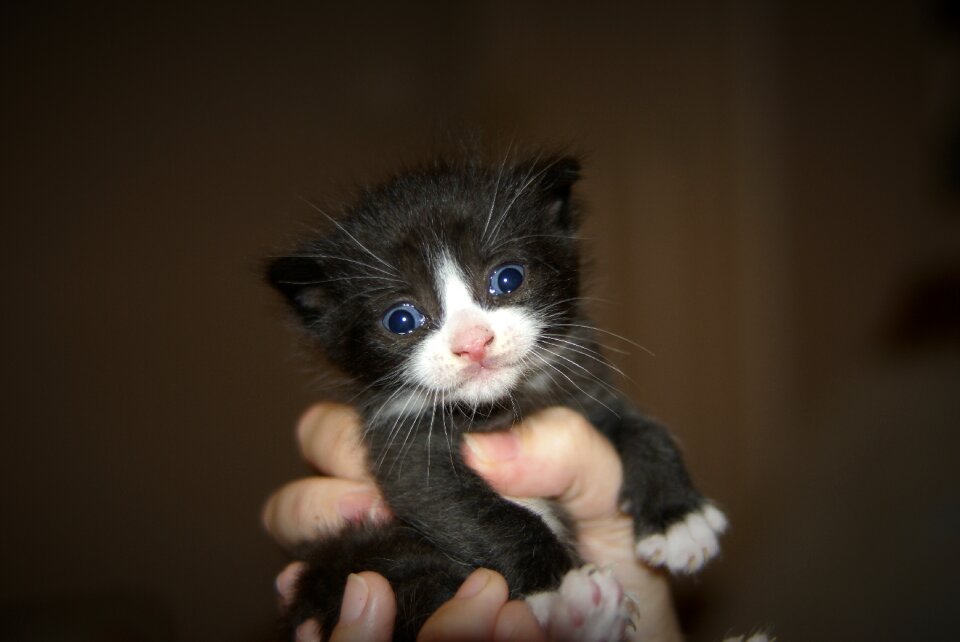 Animal kitty domestic