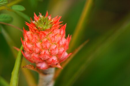 Tropical fruit cluster red pineapple fruit non