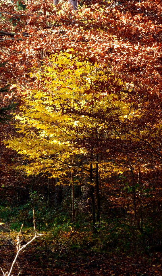 Fall leaves trees forest photo