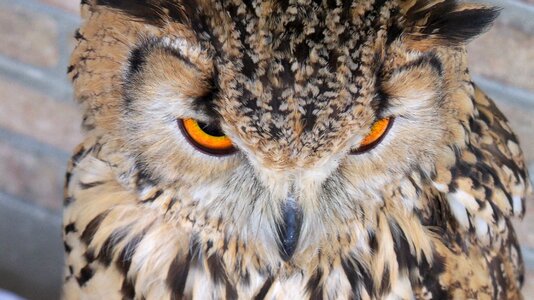 Feathers bird animal