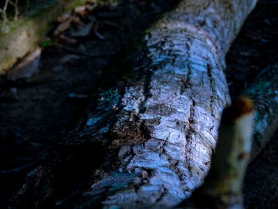 Wood nature texture photo