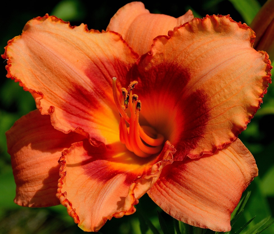 Orange bloom flowers