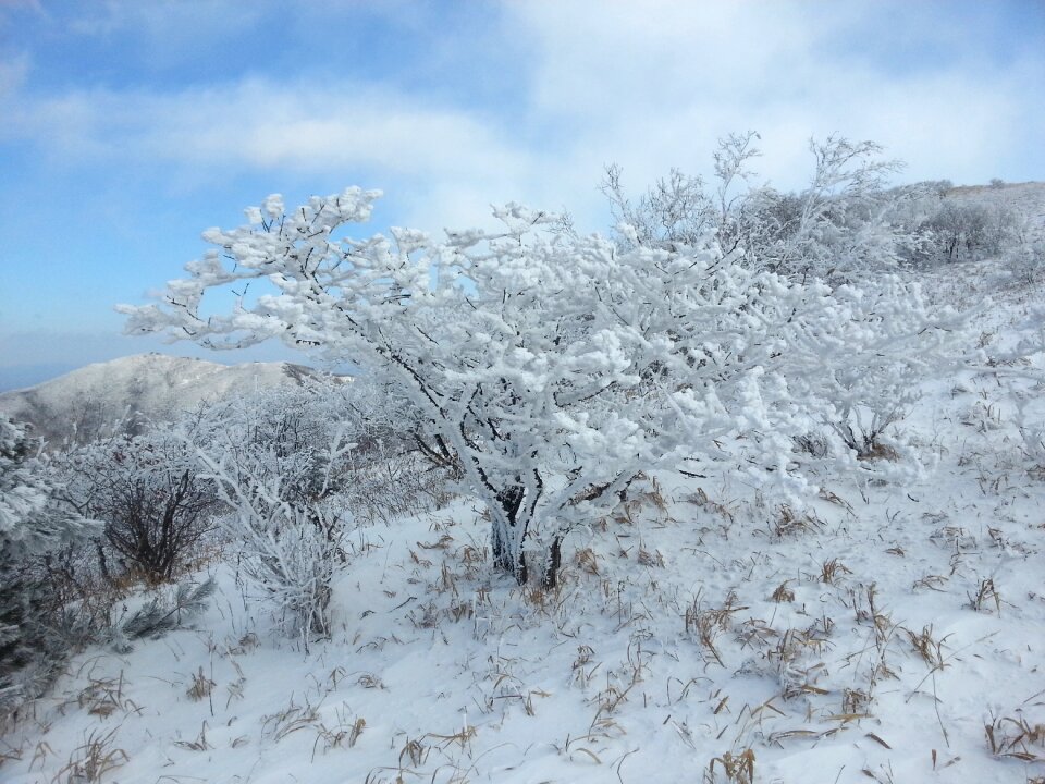 Snow flower spreading winter walk winter landscapes