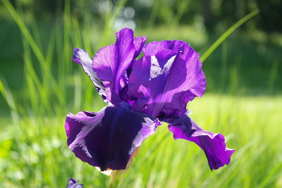 Dark purple flower violet