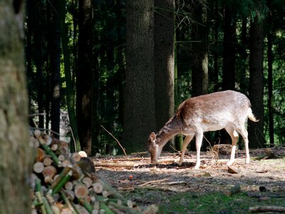 Wild nature fallow deer