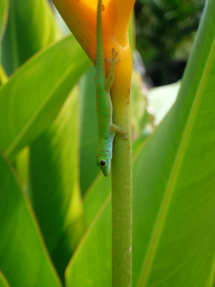 Gecko green gecko nature